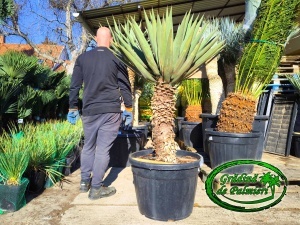 Yucca Madrensis trunchi 80cm var. 1.