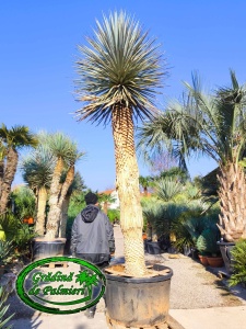 Yucca Rigida trunchi 260cm