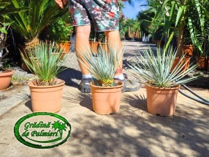 Yucca Rostrata 40-50 inaltime totala