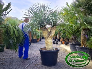 Yucca Rostrata MULTI 3 capete