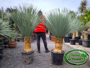 Yucca Rostrata trunchi 40-50cm