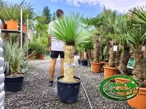 Yucca Rostrata trunchi 60-70cm