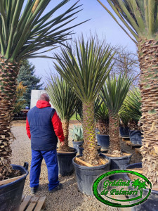 Yucca Torreyi EXTRA