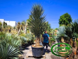 Yucca Treculeana EXTRA var. 1