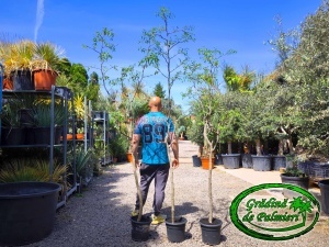 Ziziphus jujuba - curmal chinezesc (Lang)
