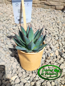 Agave Blue Ember 15cm Ø