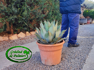 Agave Ovatifolia c45
