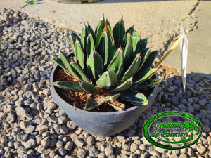 Agave Victoria Reginae 20cm Ø