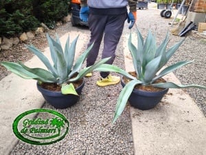 Agave Weberi 70cm Ø