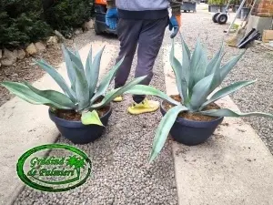 Agave Weberi 70cm Ø