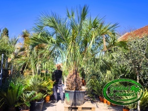 Butia Eriospatha trunchi 100-110cm