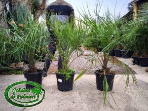 Butia Odorata Silver Inaltime totala 80-120cm