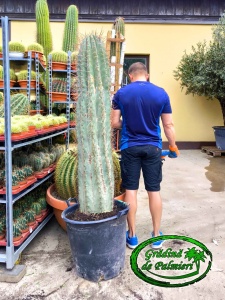 Cactus Trichocereus Pasacana 170-180cm inaltime totala