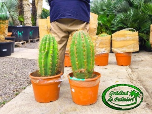 Cactus Trichocereus Pasacana 60-70cm