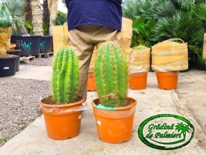 Cactus Trichocereus Pasacana 60-70cm