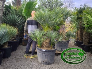 Chamaerops Humilis Cerifera