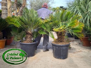 Chamaerops Humilis Vulcano 120-150 cm inaltime totala