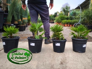 Chamaerops Humilis Vulcano 9L