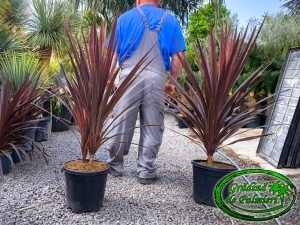 Cordyline Red Star inaltime totala 120-130cm