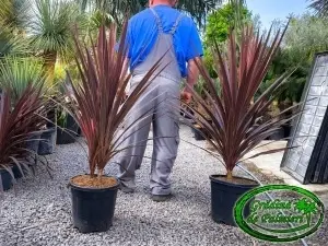 Cordyline Red Star inaltime totala 120-130cm