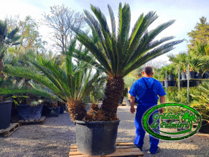 Cycas Revoluta grup Extra