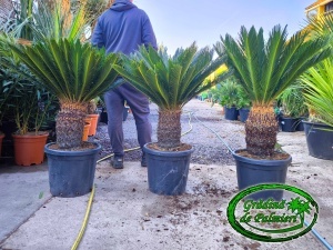 Cycas Revoluta trunchi 30-40cm