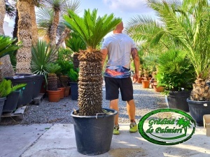 Cycas Revoluta trunchi 70-80cm