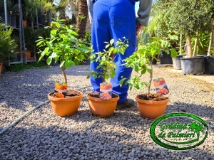 Diospyros kaki - Curmal japonez (Persimmon) 50-60cm inaltime totala