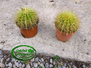 Echinocactus Grusonii 10cm ø cactus