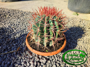 Ferocactus stainesii var. pilosus 30 cm Ø cactus
