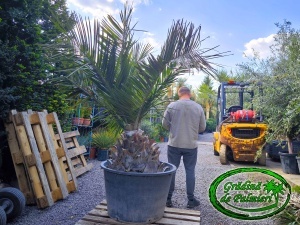 Jubaea Chilensis - Palmier Jubea trunchi 70cm