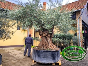 Măslin - Olea Europaea var. 10 - Img 2
