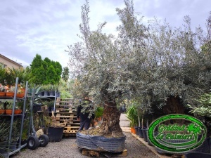 Măslin - Olea Europaea var. 1