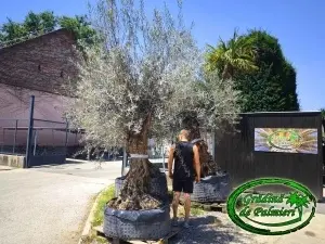 Măslin - Olea Europaea var. 8