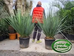Nolina Nelsonii DUBLU