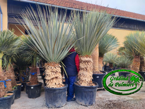 Nolina Nelsonii EXTRA