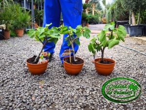 Smochin - Ficus Carica 40-50cm inaltime totala