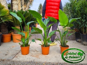 Strelitzia nicolai - Pasărea Paradisului 80-100cm înălțime totală