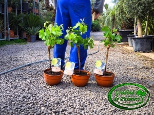 Struguri Vitis Vinifera /fructe/ 40-50cm inaltime totala