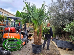 Trachycarpus fortunei grup EXTRA
