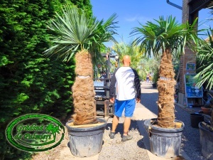 Trachycarpus fortunei trunchi 140-150cm