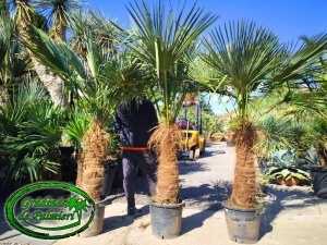Trachycarpus fortunei trunchi 80-90cm