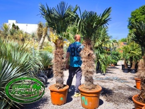 Trachycarpus Wagnerianus trunchi 100-110cm