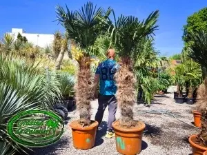 Trachycarpus Wagnerianus trunchi 100-110cm