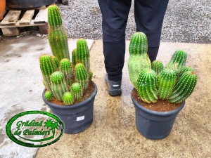 Trichocereus Grandiflorus