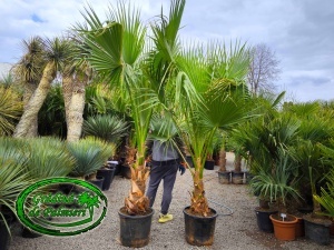 Washingtonia Robusta trunchi 40-50cm