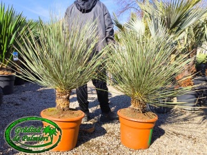 Yucca Elata trunchi 20-30cm