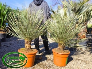 Yucca Elata trunchi 20-30cm