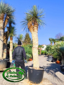 Yucca Elata trunchi 210cm DUBLU