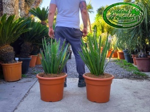 Yucca Faxoniana - Faxon yucca 70-80cm inaltime totala
